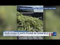 Marijuana plants found in Simpson County KY cornfield