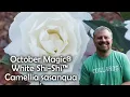 Download Lagu October Magic® White Shi-Shi™ Camellia sasanqua