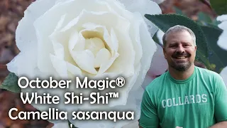 Download October Magic® White Shi-Shi™ Camellia sasanqua MP3