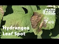 Hydrangea Leaf Spot Ask the Arboretum Experts