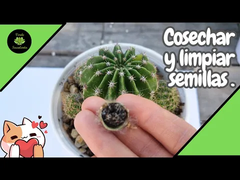 Download MP3 Cosechando, limpiando semillas de cactus y propagando por hijuelos.🌵