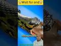 Download Lagu #hari  #3danimation #animals #viralvideo