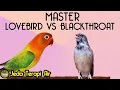 MASTER Lovebird vs Blackthroat Jeda terapi air | AMPUH