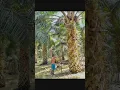 Download Lagu Oki - awak jaok
