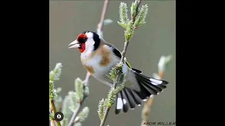 تغريد من زمن أخر زكاره في جماعة نبيعلك الشون أبوني يلحقك الجديد 