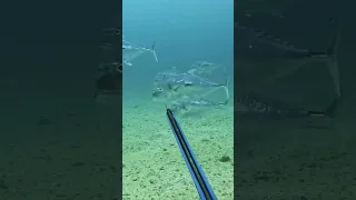 الغوص الحر Spearfishing Fishing Spearfishing Fish الحوت Shark الصيد 