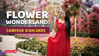 cameron highlands flora park a magical walk through malaysia s most beautiful flower garden 