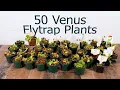 1,000 Flies vs. Venus Fly Trap