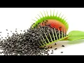 1,000 Flies vs. Venus Fly Trap