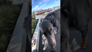 #Fyp #dream #pets #doberman