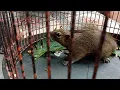 Download Lagu suara asli bajing kelapa ketika birahi..