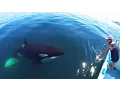 Unique Orca encounter in the Sea of Cortez Bahia de los Angeles Mexico
