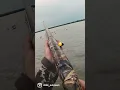 Download Lagu BEST DUCK HUNTING SHOT in the WORLD