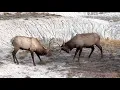 Yellowstone in October