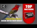 Download Lagu master untuk murai batu main durasi