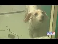 Free Reduced fees through Saturday at animal shelter