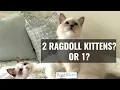 What You Need to Know About Owning 2 Ragdoll Kittens