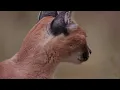 Caracal, the lone cat society