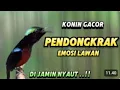 Download Lagu Pancingan konin gacor full isian tembakan mewah,masteran materi mewah #koningacor #ragamkicau