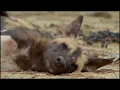 Wild Dogs | National Geographic Wild Documentary [Full HD 1080p]