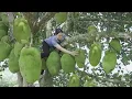 Download Lagu Harvesting Jack Fruit Garden , Banana Go to the market to sell Lucia Daily Life