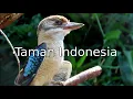 Download Lagu Dierenpark Taman Idonesia - Indonesische Dierentuin
