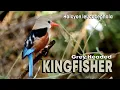 Download Lagu Grey Headed Kingfisher - Halcyon leucocephala #shorts