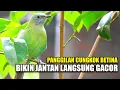 Download Lagu PANGGILAN CUCAK CUNGKOK BETINA BIKIN JANTAN MACET LANGSUNG NYAUT