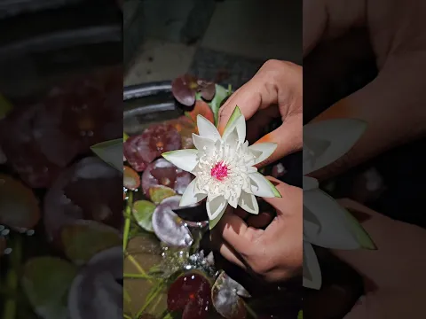 Night bloomer water lilly in my garden #waterlily #lotus #flowers #mygarden #gardening #shorts