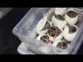 ScalyCreations Clutch het pied x het pied Ball Python Egg Cutting