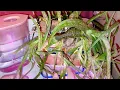 Overwatered Root Rott My Solution