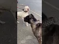 Lagu Cane Corso VS Dogo Argentino 🔥 #shorts #dog #shortvideo