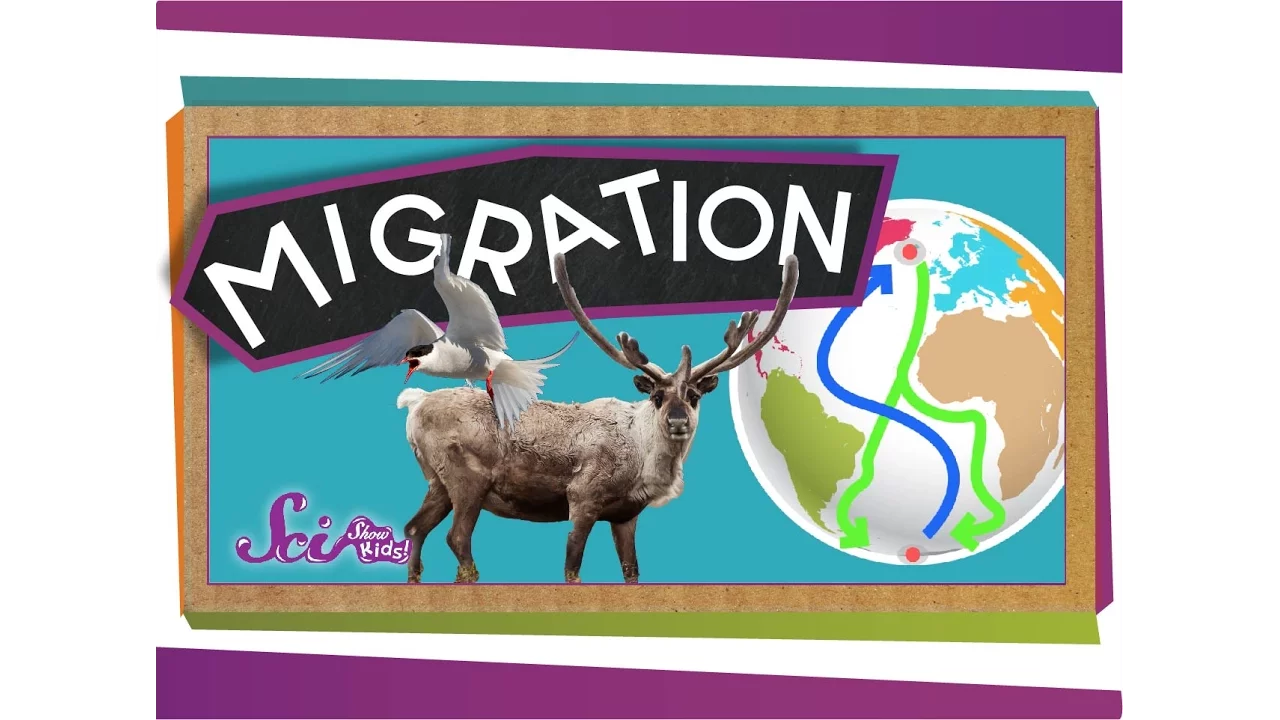 Migrations: Big Animal Trips \| Science for Kids