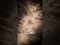Download Lagu Beginilah akibat gak menjaga kebersihan rambut😱