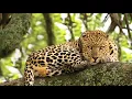 Hatari Danger Book Trailer