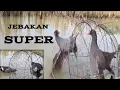 Download Lagu Cara memikat burung sawah - burung mandar batu
