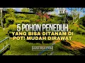 Download Lagu POHON PENEDUH YANG BISA DITANAM DI POT