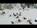 CAT TV NO ADS😺 Lots of Birds in Snow for Cats to Watch and Slap