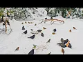 Download Lagu CAT TV NO ADS😺 Lots of Birds in Snow for Cats to Watch and Slap