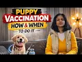 Puppy Vaccination Guide How When to Vaccinate Your Puppy