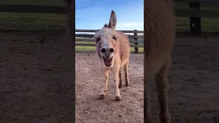 Amazing Donkey Sounds Animals Rise Safari Beautifulbird Animalslovers Zoo 