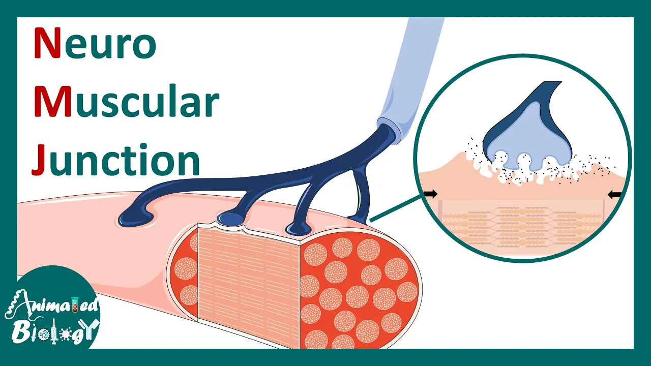 Neuromuscular Junction | NMJ | NMJ  Anatomy, Function, and Significance | neurobiology | USMLE