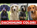 The Ultimate Guide to Dachshund Colors and Patterns 2025
