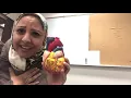 شرح أناتومى ملطشة القلوب Heart Anatomy based on Maltashet El 2loub