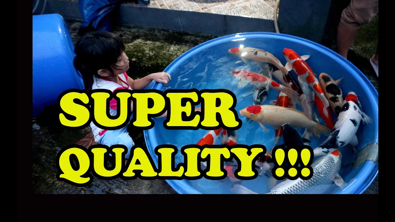 SUPER QUALITY | Dua Putri Koi
