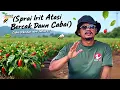 Seprai irit atasi bercak daun cabai