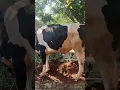 Download Lagu SUASANA IDUL ADHA #shorts #shortsvideo #iduladha #hewankurban #hewanqurban #kambing #sapi #athar