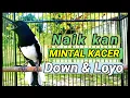 Download Lagu TERAPI MENAIKKAN MENTAL KACER DOWN LOYO .!!!