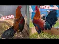 Asil Cobra Sweater Bull Kelso 20k - CRIADERO ZAM Beautiful Show Birds