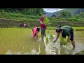 Download Lagu Hire a Day to Plant Rice - Treat Yourself to a Hearty Meal | Solo Survival